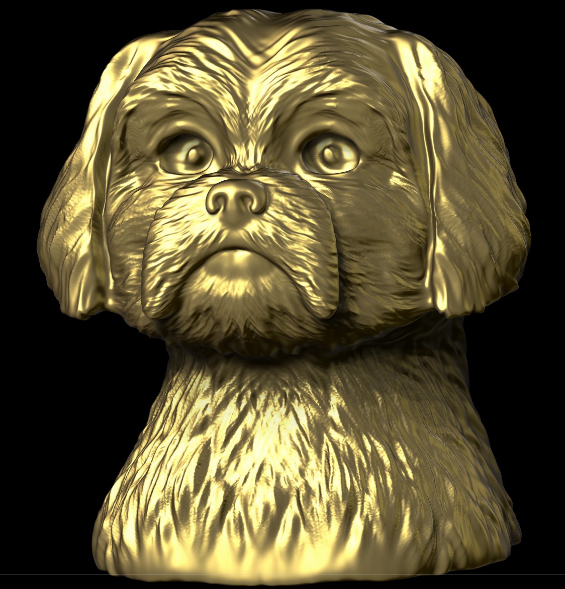Shih Tzu 